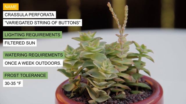 Crassula perforata “Variegated String of Buttons” смотреть онлайн