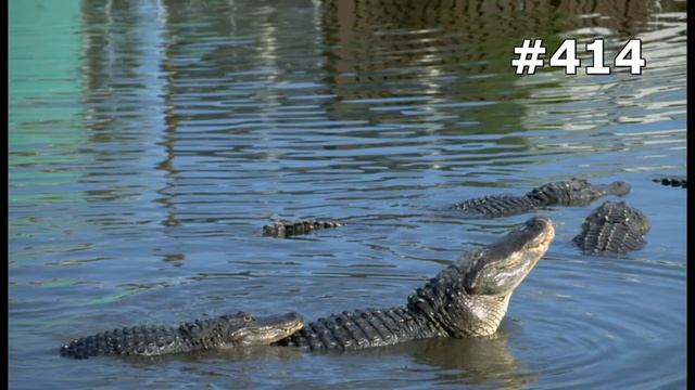 #414. Крокодилы (В мире животных) смотреть онлайн