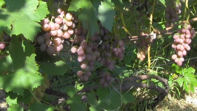 @Виноград 2018 Виноград Хамелеон Отзыв о винограде смотреть онлайн