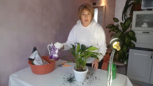 Спатифиллум. Женское счастье. Уход и пересадка. Мои домашние цветы смотреть онлайн