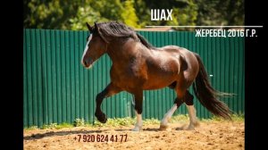 Владимирские тяжеловозы на продажу