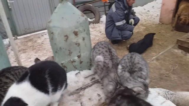 -1 щенок // Не чем кормить собак и кошек? смотреть онлайн