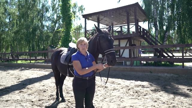 Мундштучное оголвье Железо для лошади Конный спорт смотреть онлайн