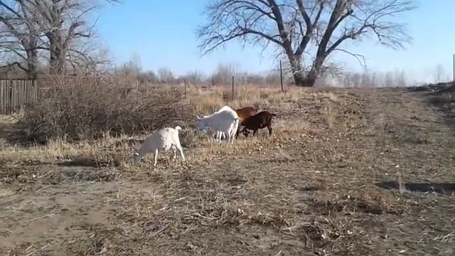 Что сделать, чтобы молоко не пахло? смотреть онлайн