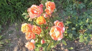 роза Леди Эмма Гамильтон