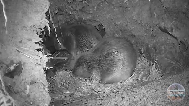 Поведение бобров внутри хатки смотреть онлайн