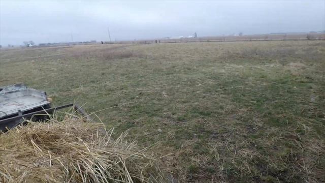 Starting A Belted Galloway Herd смотреть онлайн