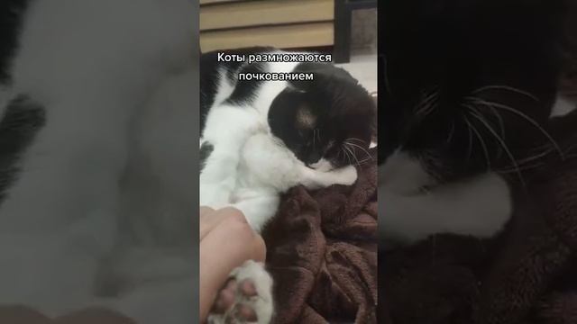 Коты размножаются почкованием смотреть онлайн