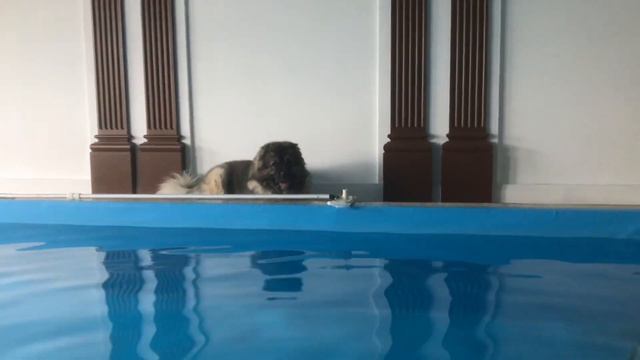 Кавказская овчарка Кузьма Я не трус,но я боюсь 🥺 #Кавказскаяовчаркакузьма #кавказскаяовчарка смотреть онлайн