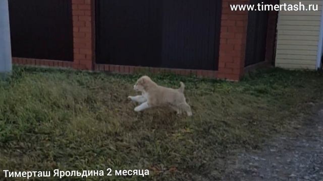ТИМЕРТАШ ЯРОЛЬДИНА (Тюмень) 2 месяца еще больше фото видео на сайте www.timertash.ru смотреть онлайн