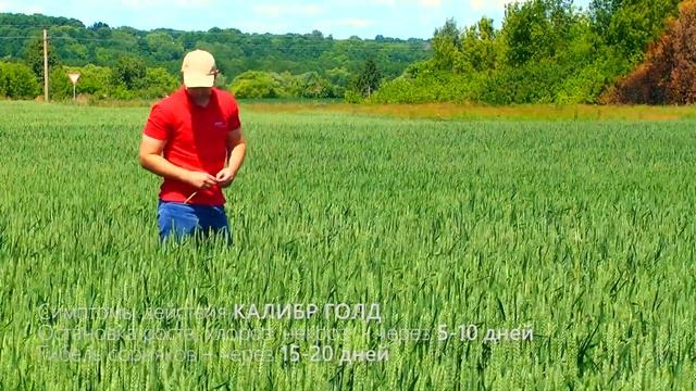 Dupont представляет: эффективность применения гербицида Калибр Голд.