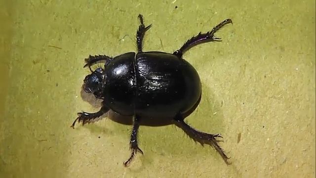 Anoplotrupes stercorosus (навозник лесной) смотреть онлайн