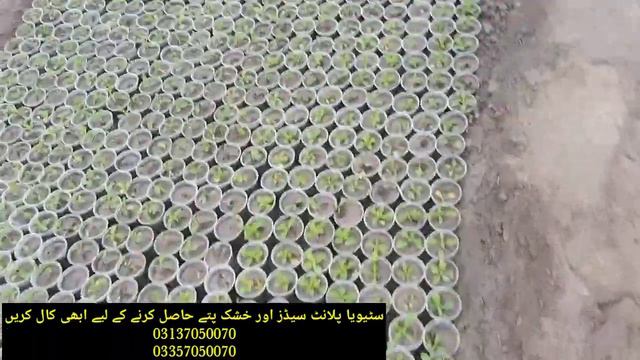Online stevia , Stevia nursery , Stevia in Faisalabad, Online stevia seeds смотреть онлайн