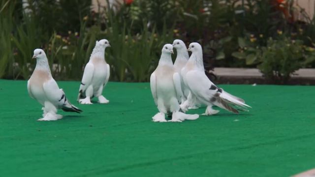 Голуби породы Турецкая такла молодняк смотреть онлайн