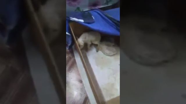 Жительница Челябинской области нашла в мусорном баке трех новорожденных козлят смотреть онлайн