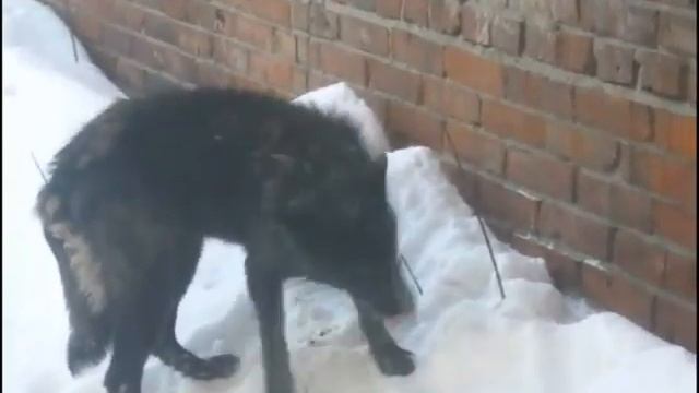 Кормушки нужны не только птицам!!!!!!!!! смотреть онлайн