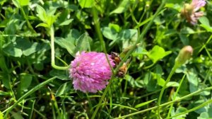 Клевер красный или клевер луговой.  Описание. Медопродуктивность