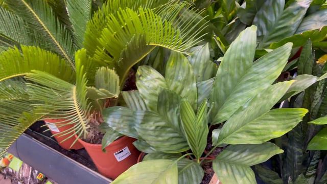 Poszedłem do OBI, bo na dworze jesień. No i zaszalałem😅 смотреть онлайн