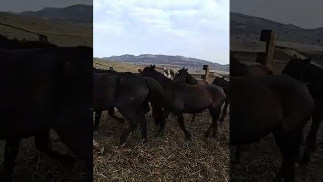 Лошади Кабардинской породы смотреть онлайн