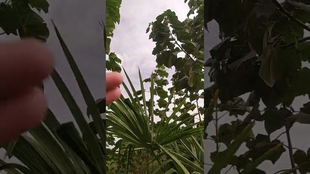 Россия Дерева Павловния #shorts смотреть онлайн