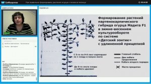 Формирование огурца Меренга