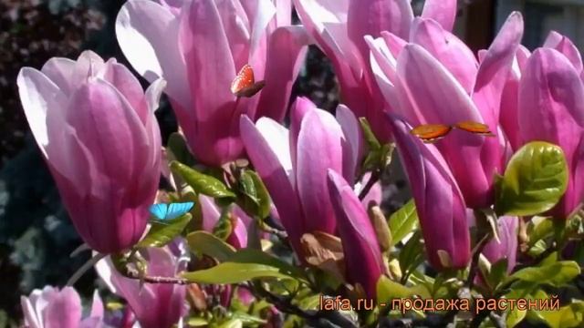 Магнолия гибридный Суланжа Сюзан (magnolia) ? обзор: как сажать, саженцы магнолии Суланжа Сюзан смотреть онлайн