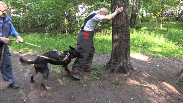Босерон, таскание фигурантом собаки на ноге смотреть онлайн