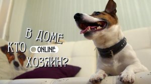 СОБАКА НАПАДАЕТ НА РЕБЕНКА! ЧТО ДЕЛАТЬ?