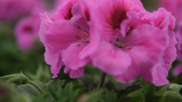 Pelargonium Grandiflorum Elegance Nicolette - Garden Plant with Flowers in spectacular Colours смотреть онлайн