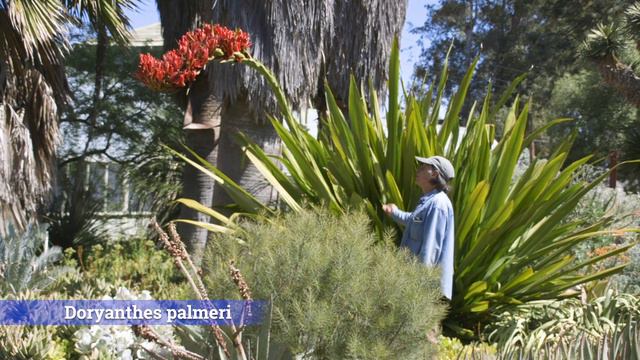 "What's In Bloom" at the Ruth Bancroft Garden - May 2020 смотреть онлайн