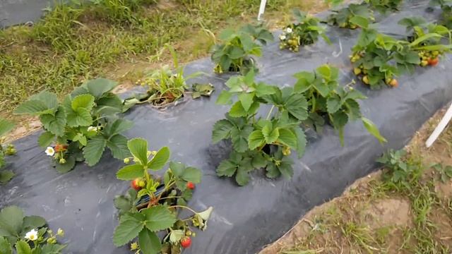 Обзор сортов земляники Эми, Соната, Текла смотреть онлайн