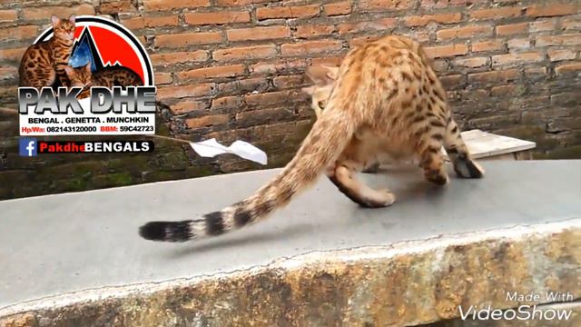 Contact Us:
HP/WA: +62821 431 20000 BBM: 59C42723
www.xaliurangcattery.com # no sms # key. смотреть онлайн