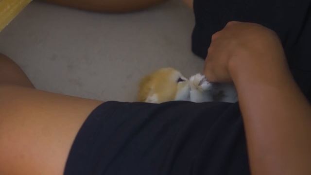 the way Kitten Pudding keeps me from working to play with her смотреть онлайн