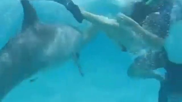Дельфин настойчиво домогается девушки смотреть онлайн