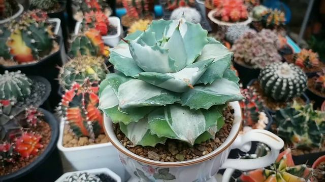 "AGAVE OHI" смотреть онлайн