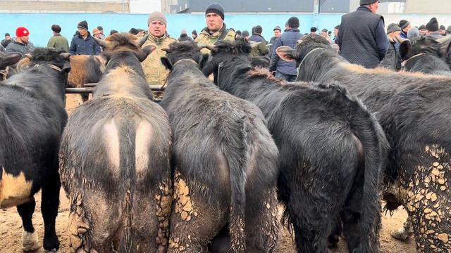KOMBINAT BOZORI KATTA VA KICHIK BUQALAR NARHLARI. 25,02,2024 . смотреть онлайн