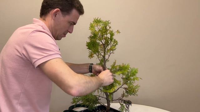 Бонсай туя смарагд. Стайлінг. Формування кореневої системи бонсай #bonsai #бонсай #туя #tuja смотреть онлайн