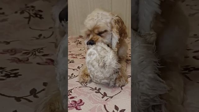 ЗДЕСЬ ПРО АМЕРИКАНСКОГО КОКЕР СПАНИЕЛЯ Космоса ? #собака #домашнийлюбимец #животные