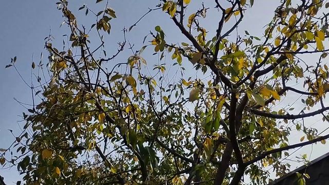 Обрезка на клик вишни Стопроцентный результат смотреть онлайн