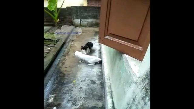 cat`s quarrel | cat`s fight | funny video | cat lovers | biral er jogra | kids video | смотреть онлайн