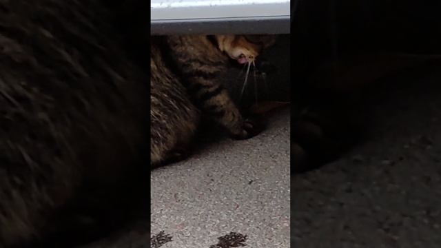 #кошачийхвост Кто хозяин хвоста? смотреть онлайн