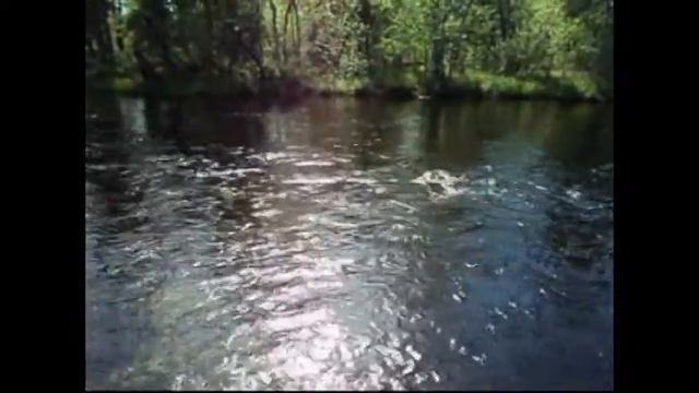 хариус на реке Цага смотреть онлайн