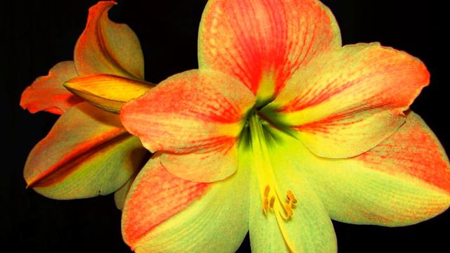 amaryllis 2013 смотреть онлайн