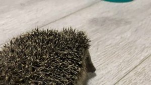 Четыре ёжика пришли к нам покушать, а маленький всем мешал | Жизнь ёжиков