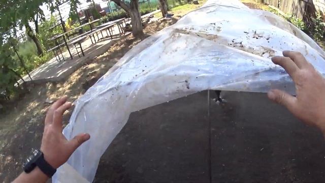 Гибискус - размножение.