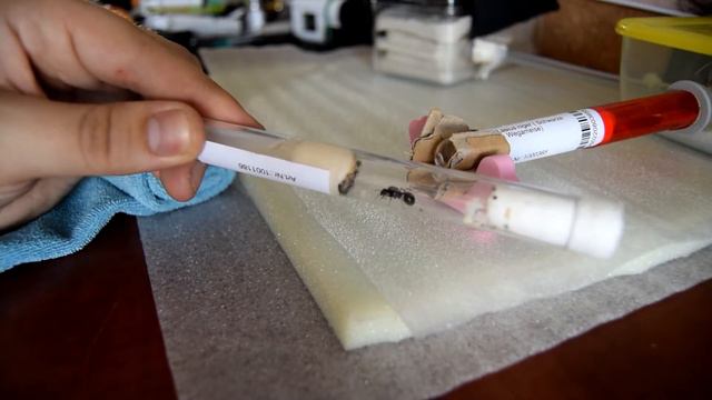 Моя Колония-Messor Barbarus №1