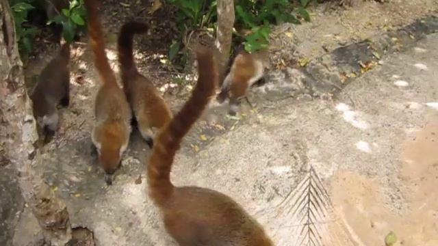 Coati ( Mexican Racoon Like Animal ) In Xel Ha Park Mexico