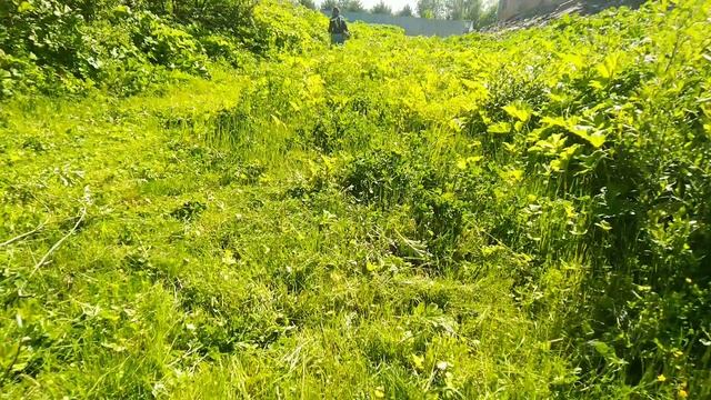 Борщевик Сосновского. Первый раз в 2021 году. Боремся с вредным сорняком. смотреть онлайн