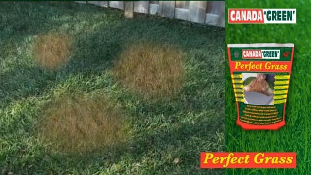 Perfect Grass Canada Green