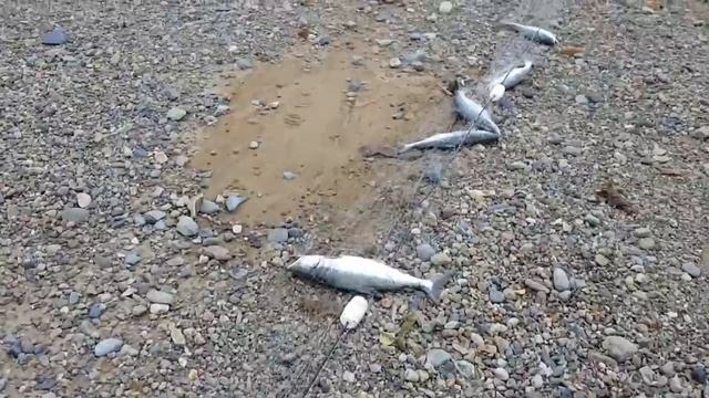 Охотское море.Ловля красной рыбы (семейство лососевых) смотреть онлайн